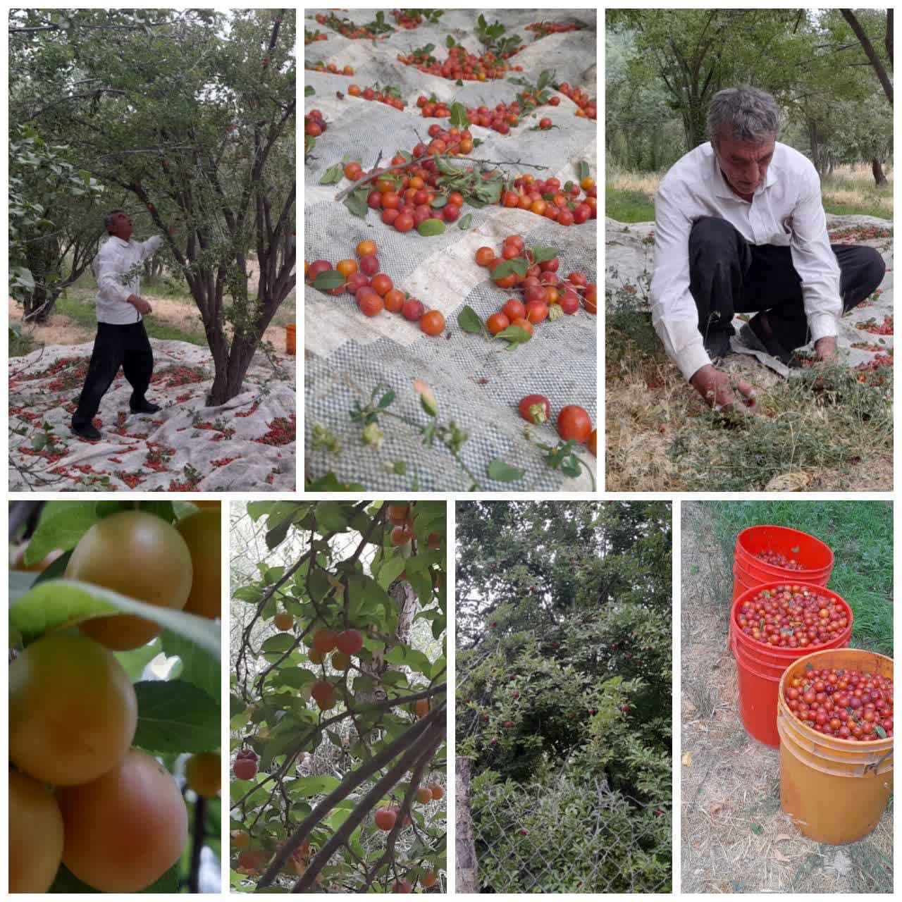 برداشت آلوچه در شهرستان سامان