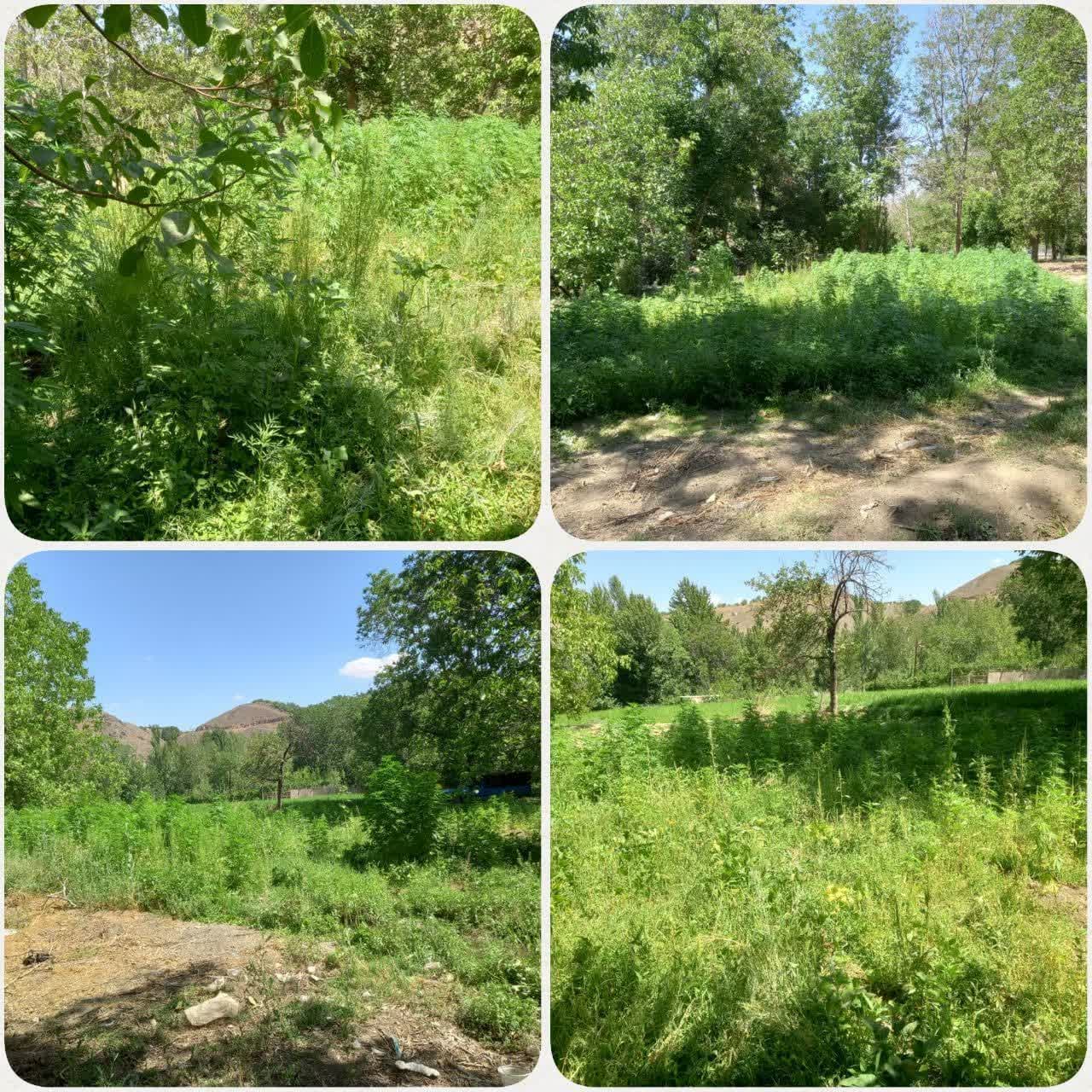 قلع و قمع مزرعه کشت غیرمجاز شاهدانه در دهستان شوراب شهرستان سامان قلع و قمع مزرعه کشت غیرمجاز شاهدانه در دهستان شوراب شهرستان سامان