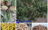 آغاز برداشت بادام از باغات شهرستان سامان