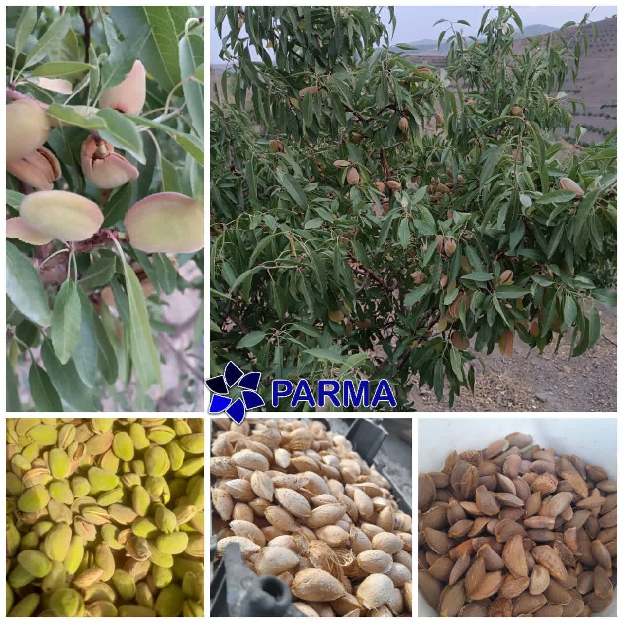 آغاز برداشت بادام از باغات شهرستان سامان آغاز برداشت بادام از باغات شهرستان سامان