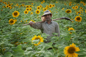 «خوی» ؛ قطب تولید دانه های روغنی آفتابگردان «خوی» ؛ قطب تولید دانه های روغنی آفتابگردان