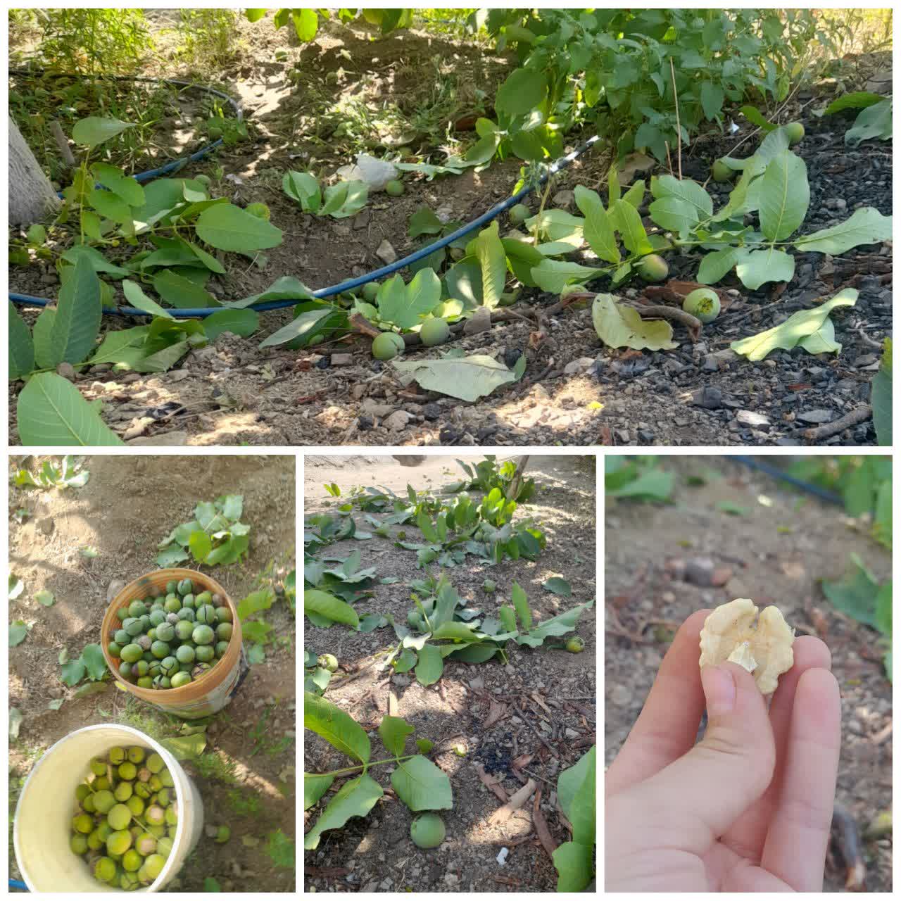 آغاز برداشت گردو با کیفیت و مرغوب از باغات روستای مارکده شهرستان سامان آغاز برداشت گردو با کیفیت و مرغوب از باغات روستای مارکده شهرستان سامان