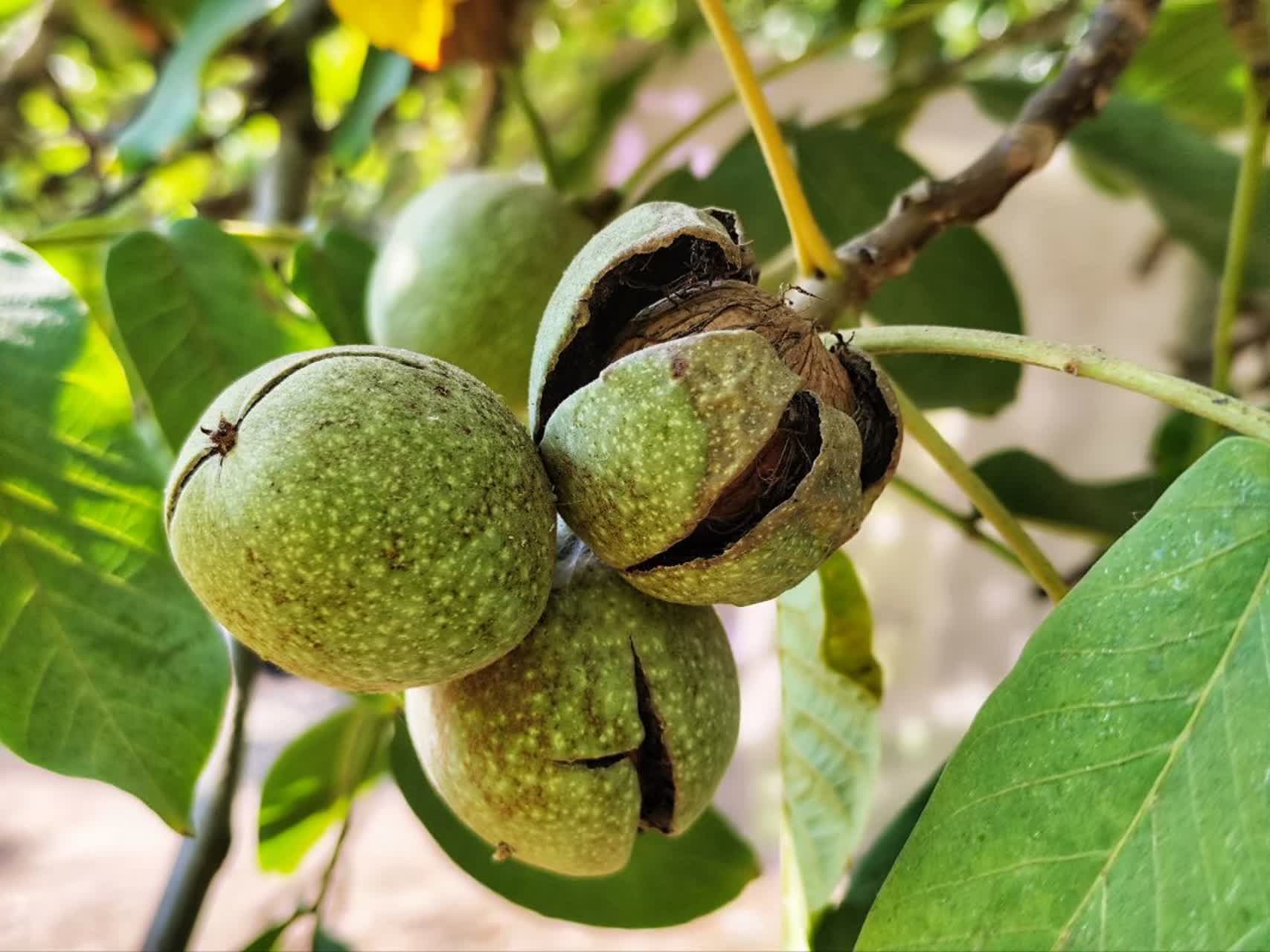 آغاز برداشت گردو در سامان؛ محصولی استراتژیک با کیفیت صادراتی آغاز برداشت گردو در سامان؛ محصولی استراتژیک با کیفیت صادراتی