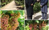اصلاح و احیای باغات انگور در چهارمحال و بختیاری