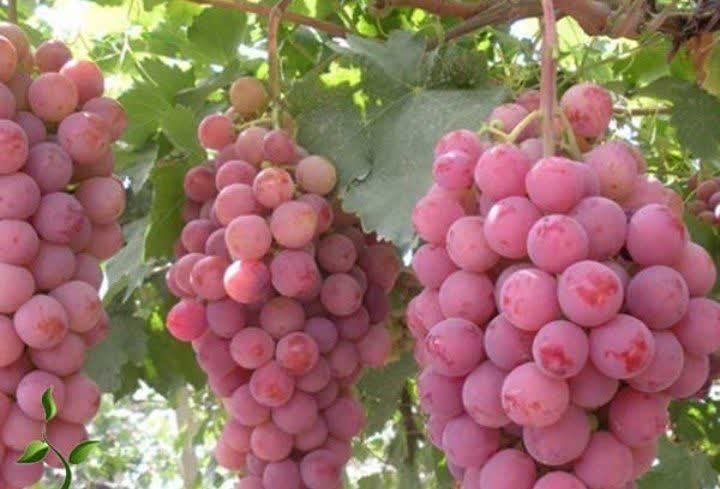 انگور چه فوایدی دارد؟ انگور چه فوایدی دارد؟