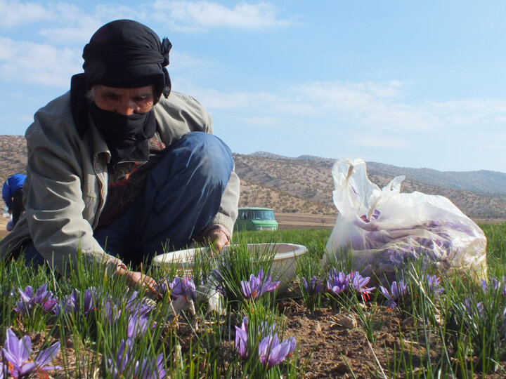 زعفران باکیفیت کرمانشاه برندی جدید در ایران
