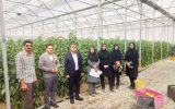 نظارت بر واحدهای گلخانه ای شهرستان فرخشهر