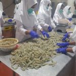 صادرات ۳۱۲ تن میگو؛ رکوردی تازه برای چهارمحال و بختیاری