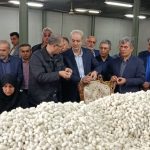 صنعت ابریشم گیلان احیا می‌شود
