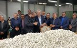 صنعت ابریشم گیلان احیا می‌شود