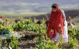 گزارش تصویری دشت لاله های واژگون دیمه
