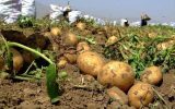 تولید ۱۰ هزار تن سیب‌زمینی بذری در چهارمحال و بختیاری هدف‌گذاری شد